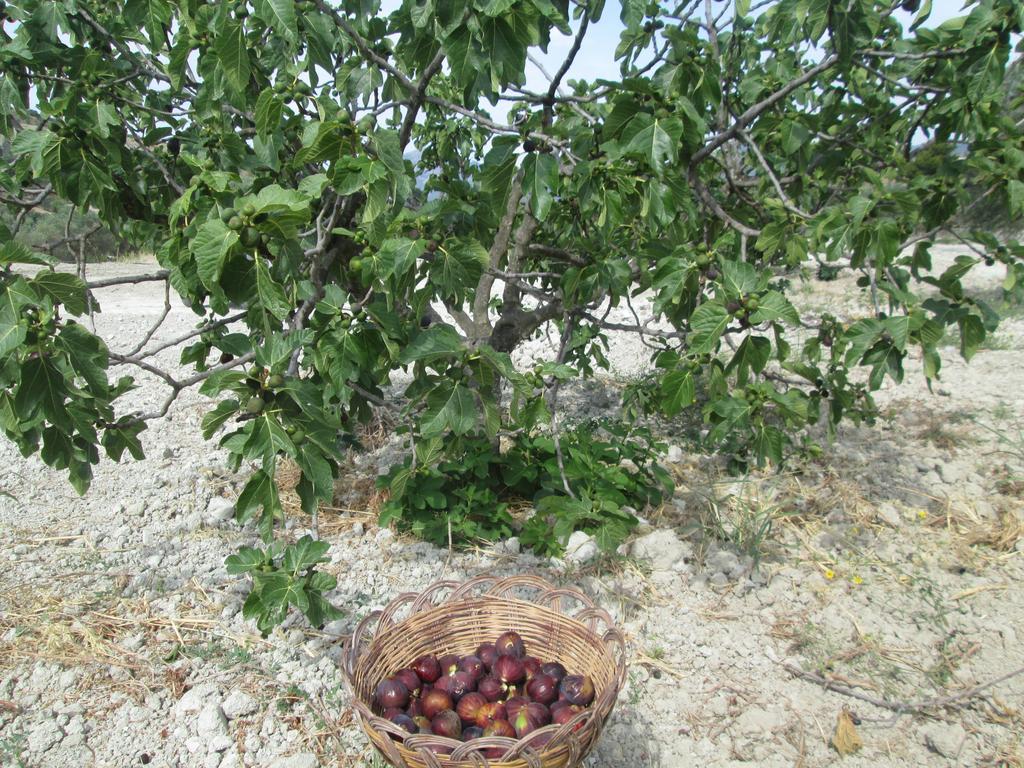 Agriturismo Donna Beatrice Bianco Luaran gambar